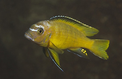 Maylandia usisyae 'Tchinga Reef'